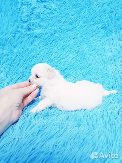 Минюшечки девочка и мальчик мальтезе