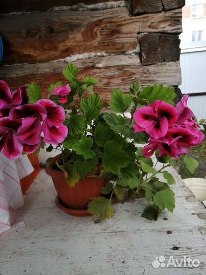 Пеларгония герань