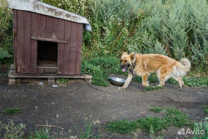 Джесси, фенотип овчарки, ищет любящую семью