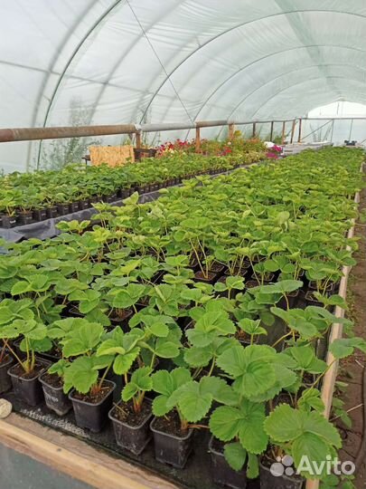 Рассада клубники