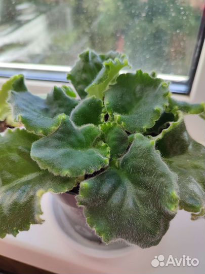 Фиалка (листочки бесплатно)