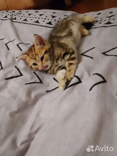 Кошки котята британские вислоухие