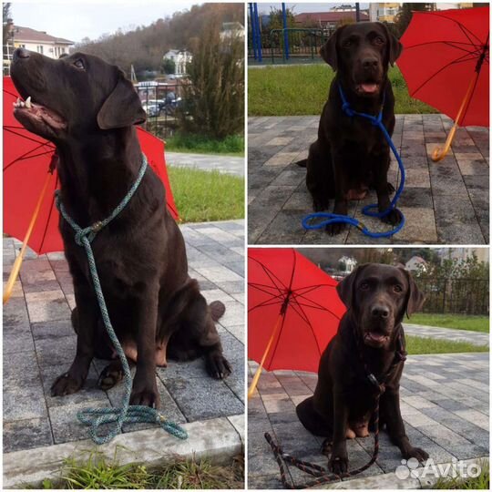 Ошейник, поводки, шлейки. Цены до