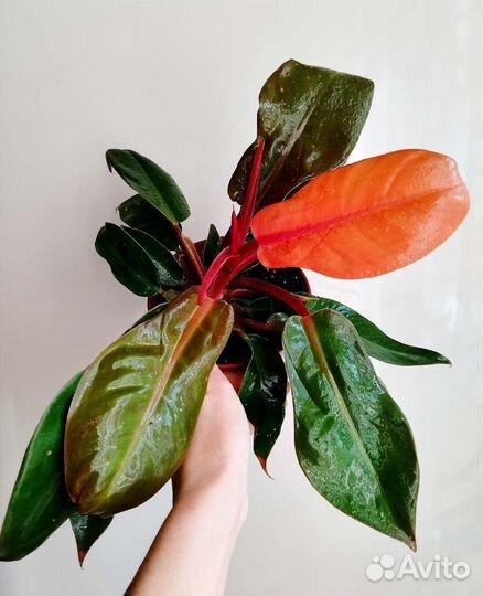 Цветы комнатные