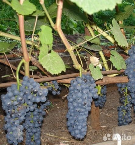 Виноград. Саженцы