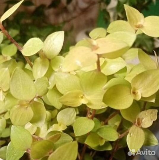 Кализия розовая пантера