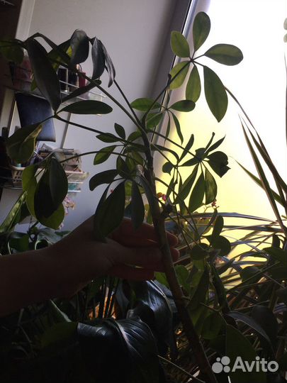 Фикус шефлера