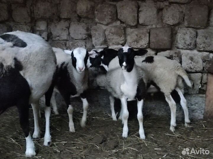 Овцы Дорпер смесь