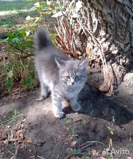 Котята
