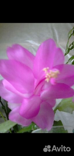 Декабрист Шлюмбергера и Рипсалидопсис