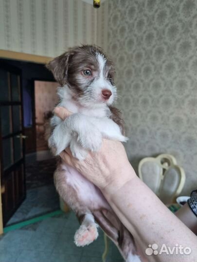 Щенки китайской хохлатой