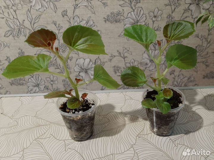 Бегония вечноцветущая махровая