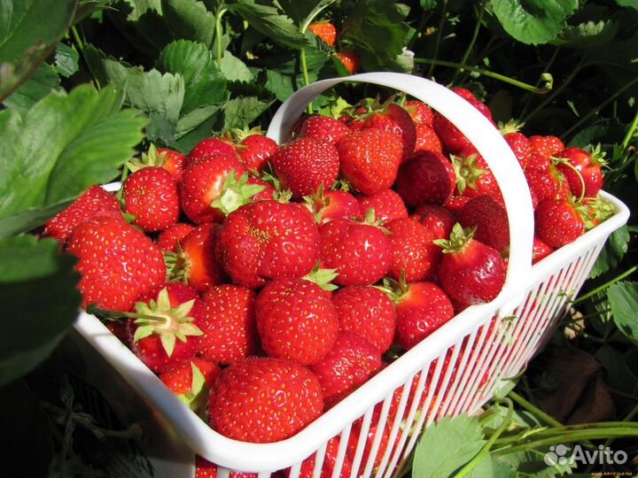 Виктория, ягода свежая из Юго-Камска