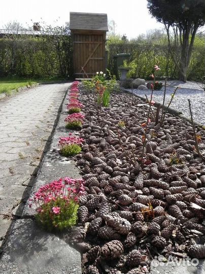 Шышки сосновые, мульчирование