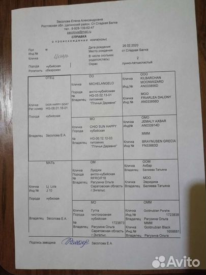 Продам 100%Англо нубийских коз