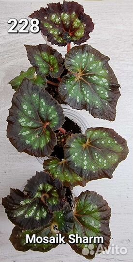 Бегония декоративно лиственная