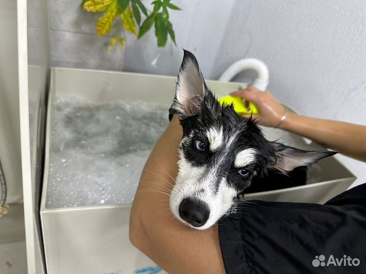 Услуги грумера