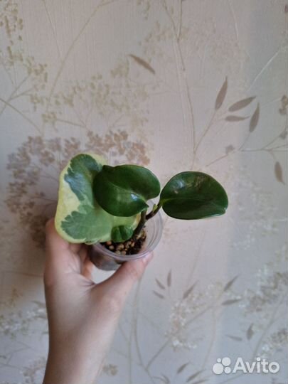 Комнатные растения