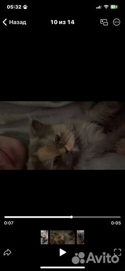 Отдам в добрые руки