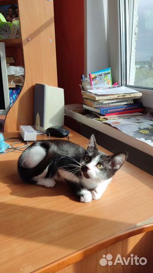 Котёнок 2,5месяца- девочка