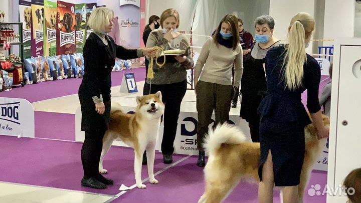 Вязка Акита Ину