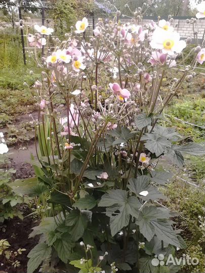 Садовый многолетник-анемона японская Осенний шарм