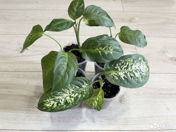 Диффенбахия Компакта