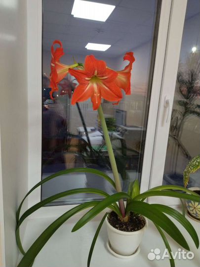 Амарилис