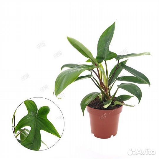 Филодендрон Флорида Грин Philodendron Florida Gree
