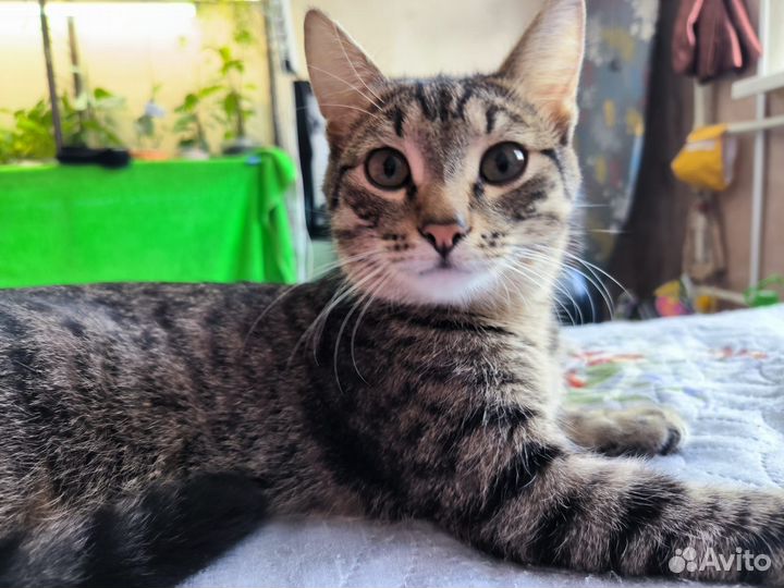 Котик - подросток Василёк
