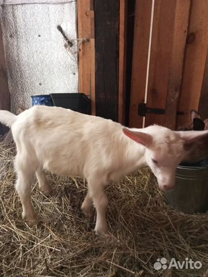 Козлята зааненские