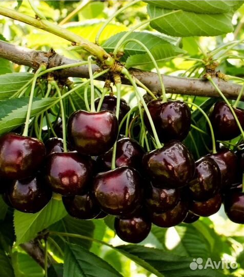 Саженцы черешни