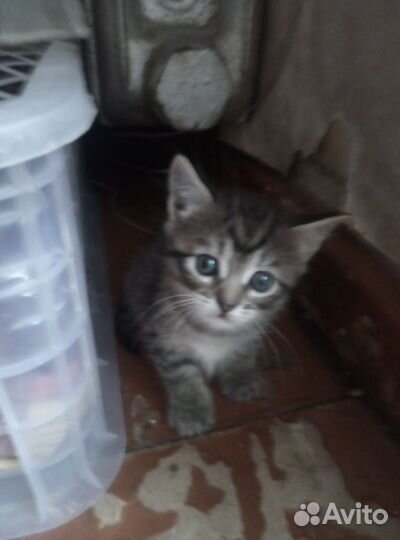 Котята