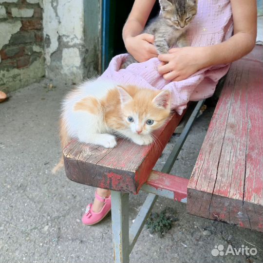 Отдам в добрые руки котят