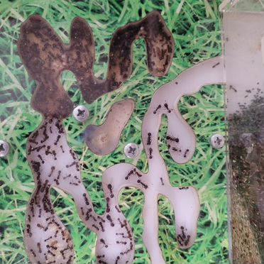 Муравьиная ферма с муравьями