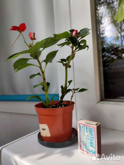 Бальзамин и каланхоэ