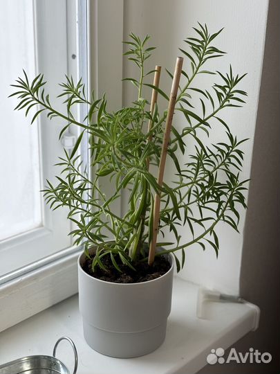 Крассула тетрагона