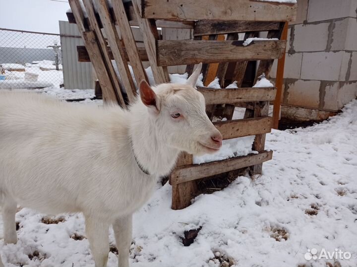 Козел зааненский 100, вязка