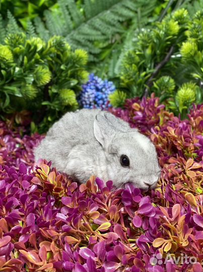 Ручные кролики карликовые