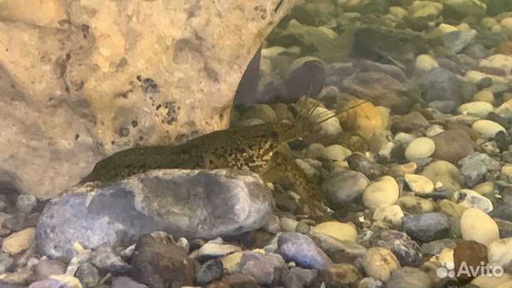 Аквариумные рыбки