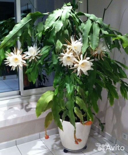 Эпифиллум Царица ночи