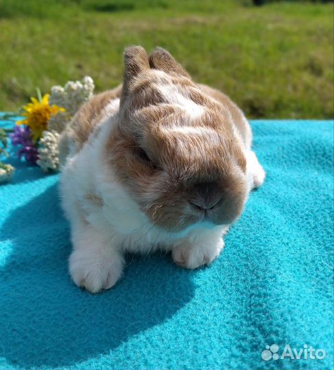 Плюшевый карликовый рекс