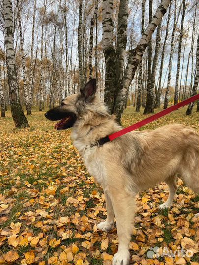 Породистый,но никому не нужный