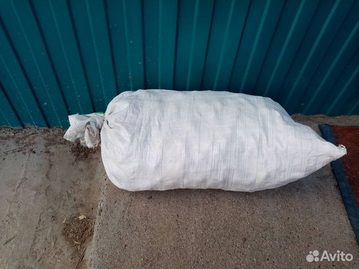 Семянной картофель