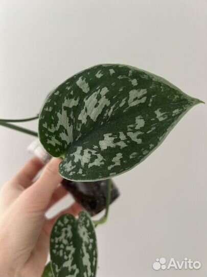 Сциндапсус пиктус аргиреус