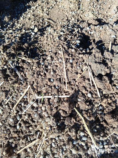 Навоз козий