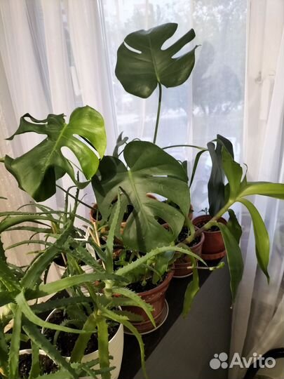 Комнатные цветы