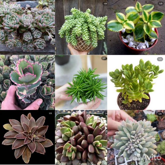 Суккуленты набор 36 шт