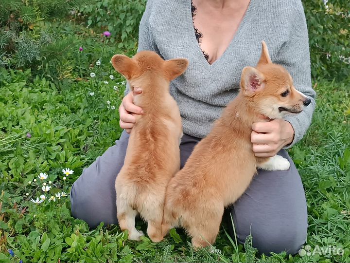 Солнечные щенки вельш-корги пемброк