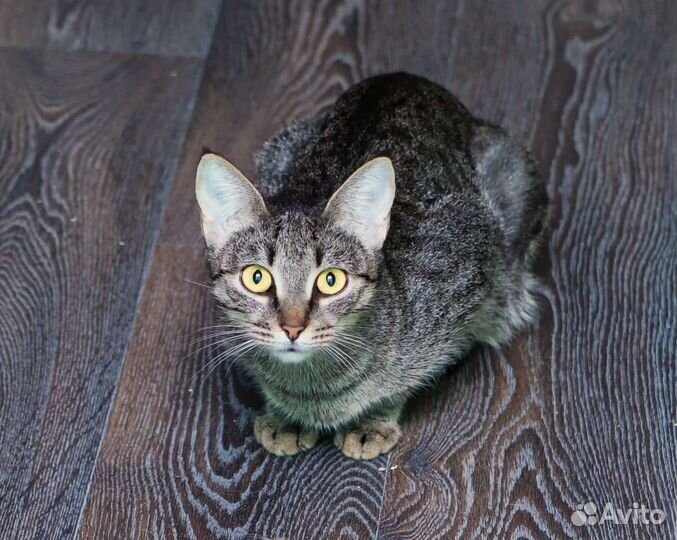 Котята, кошечки в дар